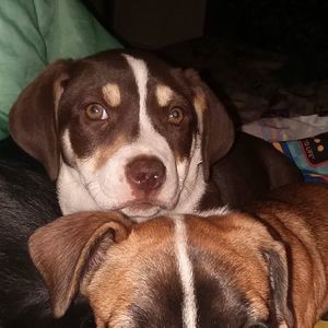 Meet your Posher, Dylan